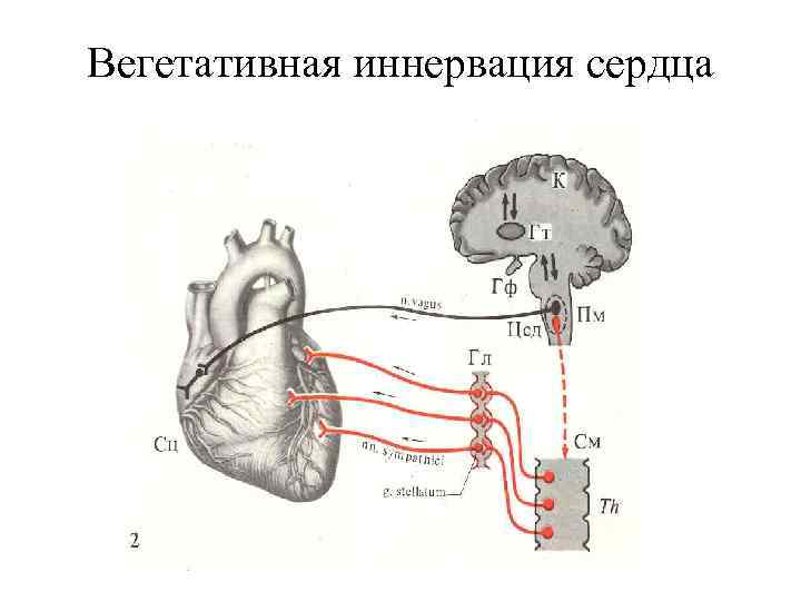 Вегетативная иннервация сердца 