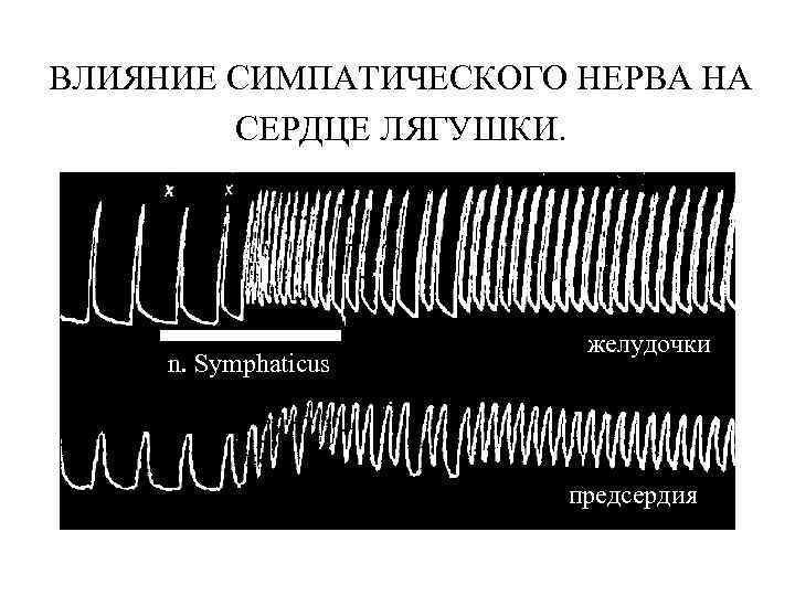 ВЛИЯНИЕ СИМПАТИЧЕСКОГО НЕРВА НА СЕРДЦЕ ЛЯГУШКИ. n. Symphaticus желудочки предсердия 