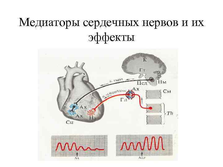 Медиаторы сердечных нервов и их эффекты 