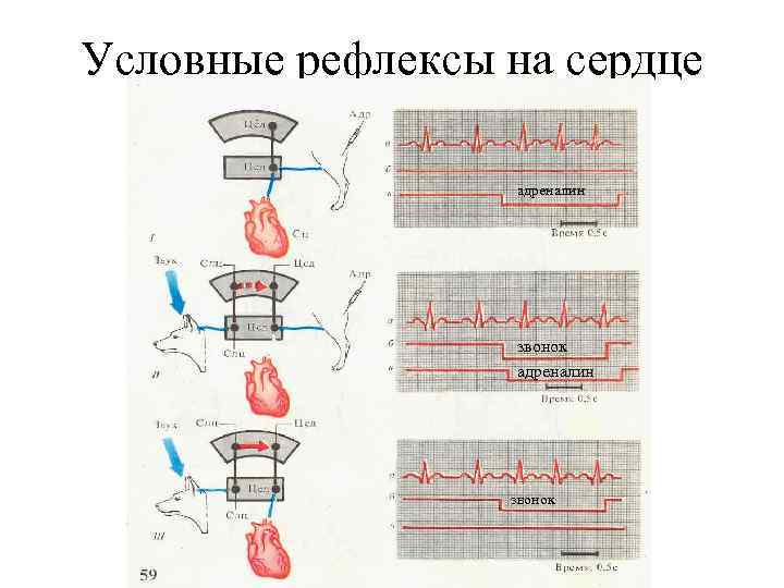 Условные рефлексы на сердце адреналин звонок 