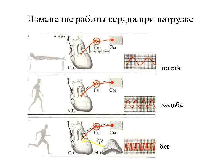 Изменение работы сердца при нагрузке покой ходьба бег 
