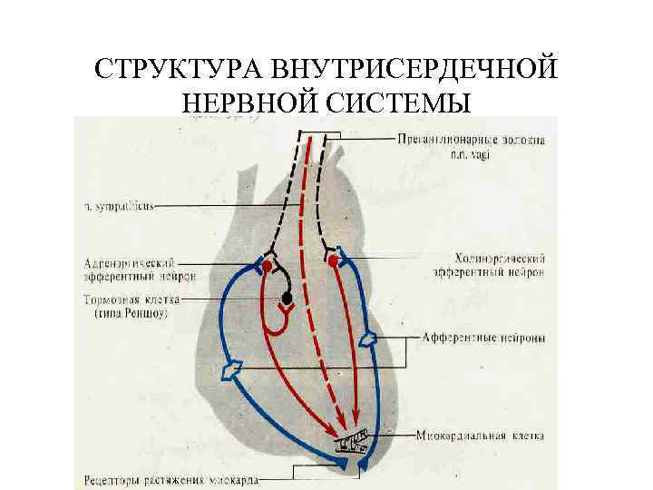 СТРУКТУРА ВНУТРИСЕРДЕЧНОЙ НЕРВНОЙ СИСТЕМЫ 