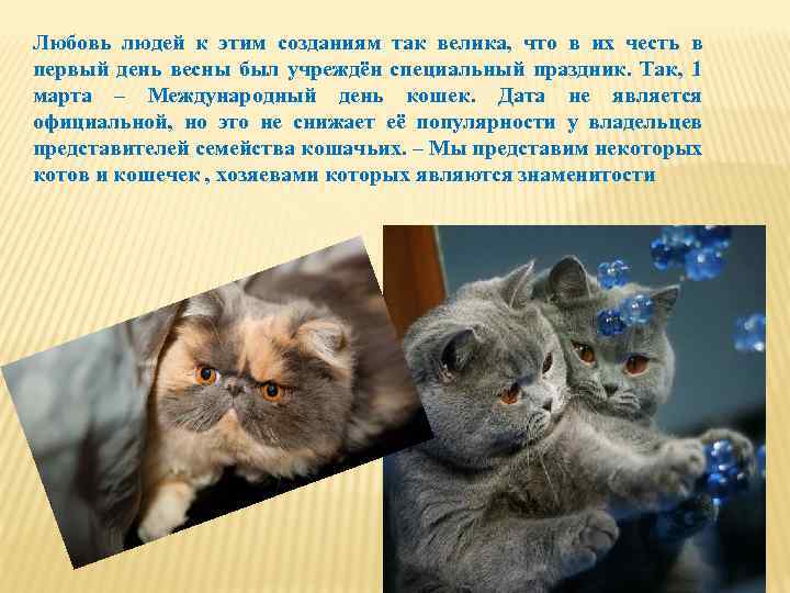 Любовь людей к этим созданиям так велика, что в их честь в первый день