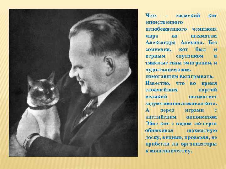 Чезз – сиамский кот единственного непобежденного чемпиона мира по шахматам Александра Алехина. Без сомнения,