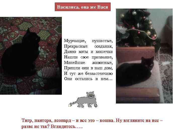 Василиса, она же Вася Мурчащие, пушистые, Прекрасные создания, Давно коты и кошечки Нашли свое