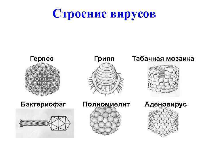 Строение вируса табачной мозаики