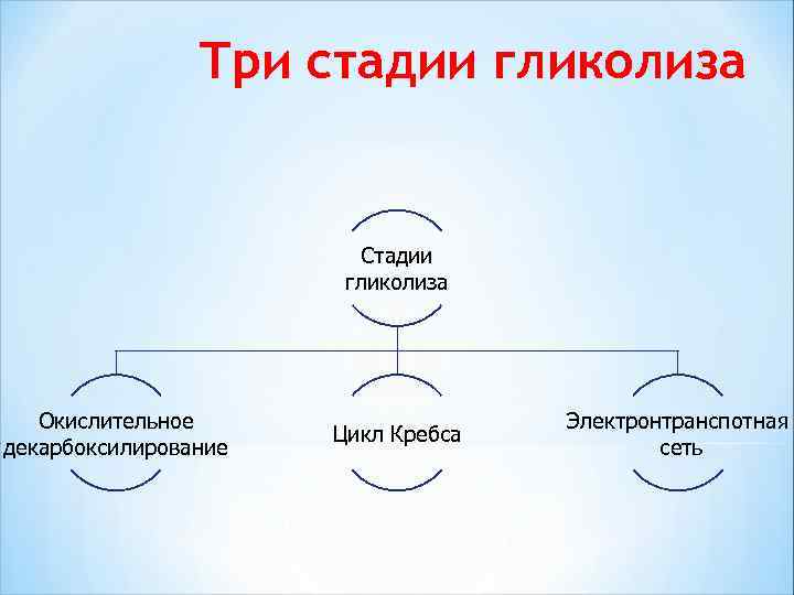 Три стадии гликолиза Стадии гликолиза Окислительное декарбоксилирование Цикл Кребса Электронтранспотная сеть 