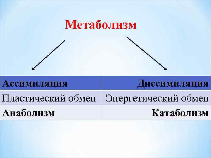Метаболизм Ассимиляция Диссимиляция Пластический обмен Энергетический обмен Анаболизм Катаболизм 