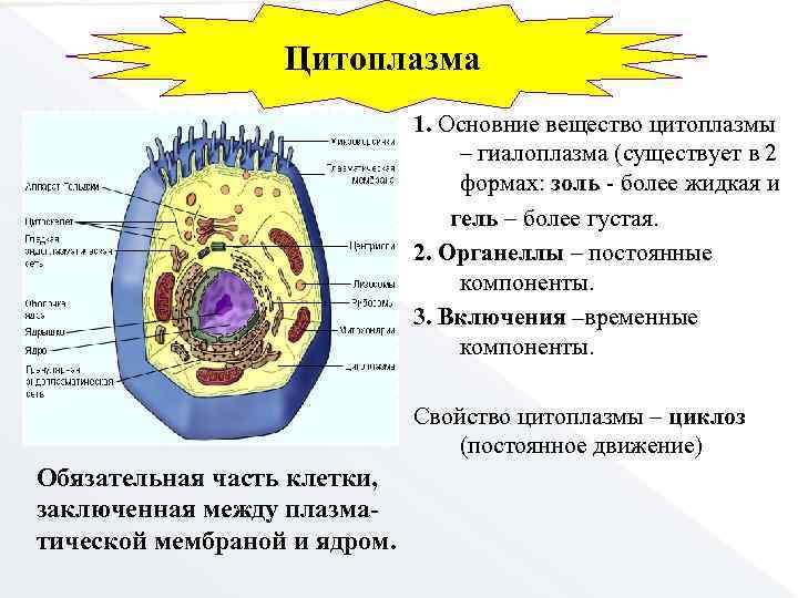 Классификация органоидов цитоплазмы. ЕГЭ строение органоида цитоплазма. Клеточные включения строение.