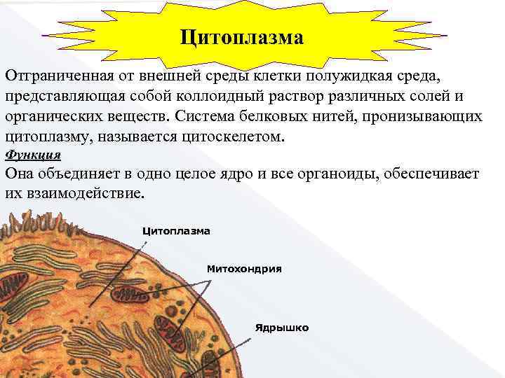 Среда клетки. Цитоплазма отграничена от внешней среды. Органоид отграничивающий цитоплазму от внешней среды. Органоид ограничивающий цитоплазму от внешней среды. Цитоплазма отграничена от внешней среды клеточной мембраной.