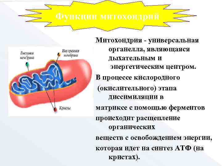 Функции митохондрий Митохондрия - универсальная органелла, являющаяся дыхательным и энергетическим центром. В процессе кислородного