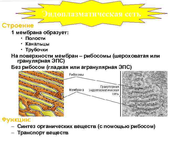 Шероховатая сеть функции. Мембраны эндоплазматической сети строение. Эндоплазматическая мембрана строение и функции. Гранулярная ЭПС гистология. Мембраны эндоплазматической сети функции.