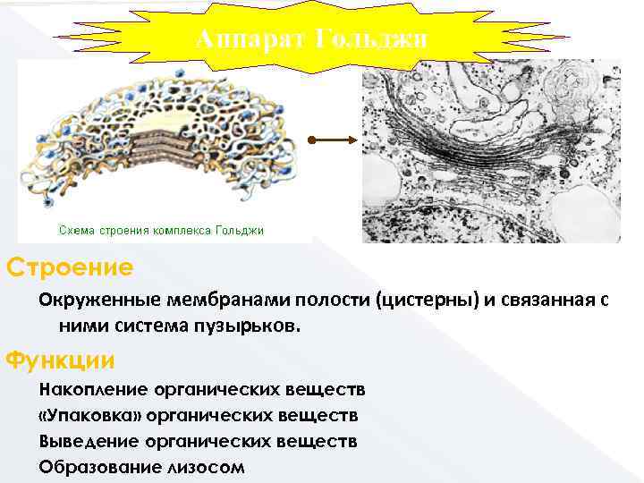 Аппарат Гольджи Строение Окруженные мембранами полости (цистерны) и связанная с ними система пузырьков. Функции