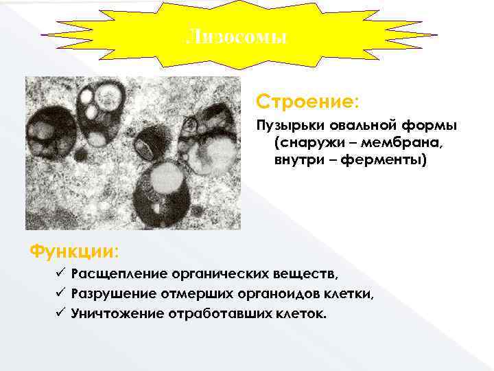 Лизосомы Строение: Пузырьки овальной формы (снаружи – мембрана, внутри – ферменты) Функции: ü Расщепление