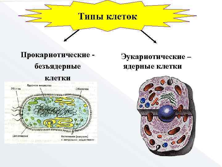 Появление прокариотической клетки формирование первых замкнутых мембран