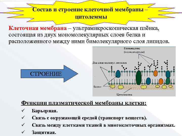 Состав и строение клеточной мембраны – цитолеммы Клеточная мембрана – ультрамикроскопическая плёнка, состоящая из