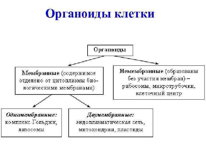 Органоиды клетки 