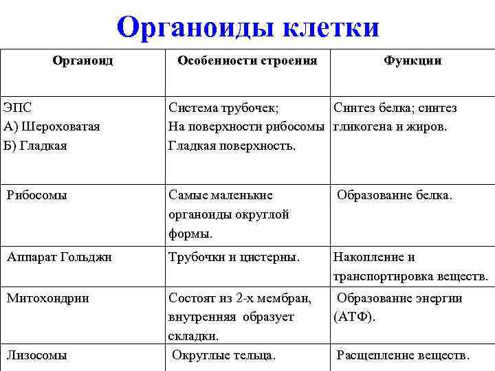 Особенности строения клеток таблица. Мембранные органоиды строение и функции. ЭПС строение и функции. Эндоплазматическая сеть особенности строения и функции. ЭПС функции органоида.