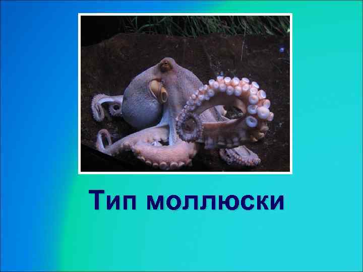 Тип моллюски 