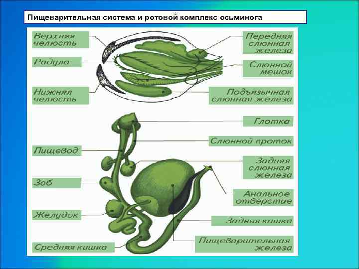 Пищеварительная система и ротовой комплекс осьминога 