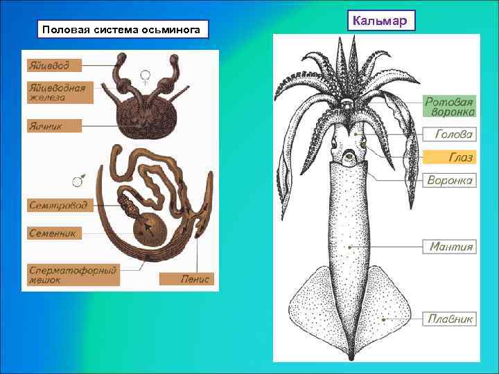 Половая система осьминога Кальмар 