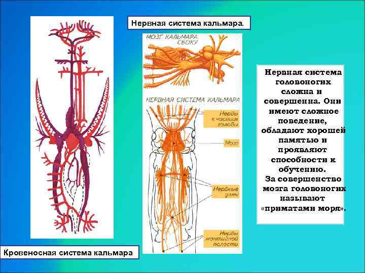 Нервная система кальмара. Нервная система головоногих сложна и совершенна. Они имеют сложное поведение, обладают