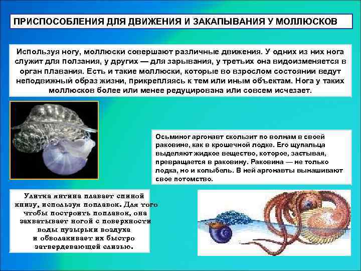 ПРИСПОСОБЛЕНИЯ ДЛЯ ДВИЖЕНИЯ И ЗАКАПЫВАНИЯ У МОЛЛЮСКОВ Используя ногу, моллюски совершают различные движения. У