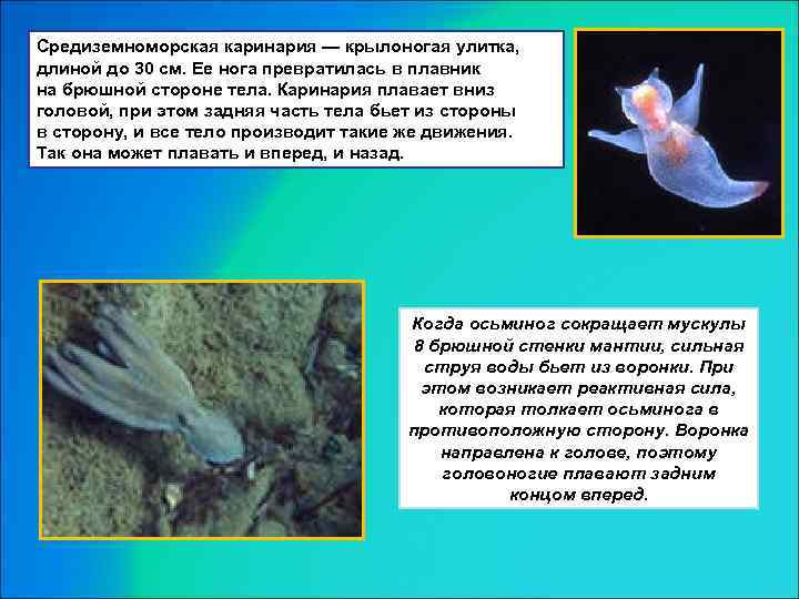 Средиземноморская каринария — крылоногая улитка, длиной до 30 см. Ее нога превратилась в плавник