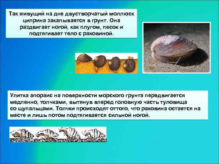 Так живущий на дне двустворчатый моллюск циприна закапывается в грунт. Она раздвигает ногой, как