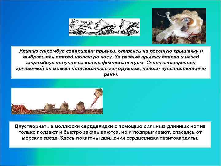 Улитка стромбус совершает прыжки, опираясь на рогатую крышечку и выбрасывая вперед толстую ногу. За