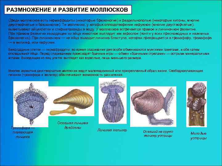 РАЗМНОЖЕНИЕ И РАЗВИТИЕ МОЛЛЮСКОВ Среди моллюсков есть гермафродиты (некоторые брюхоногие) и раздельнополые (некоторые хитоны,