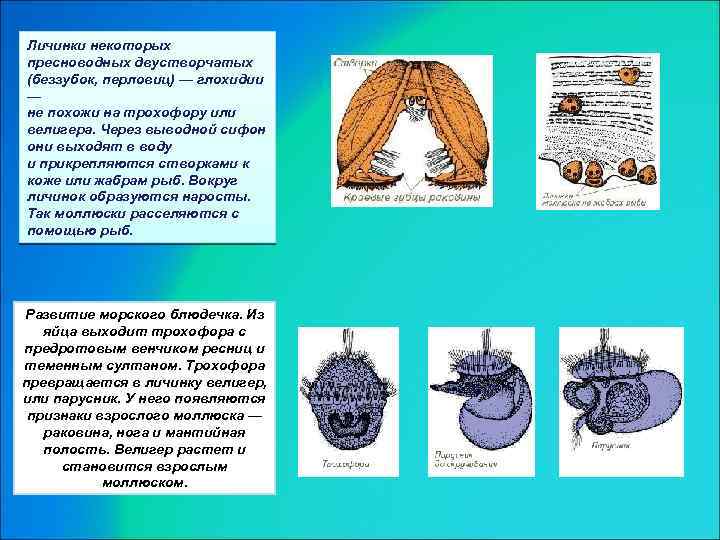 Личинки некоторых пресноводных двустворчатых (беззубок, перловиц) — глохидии — не похожи на трохофору или