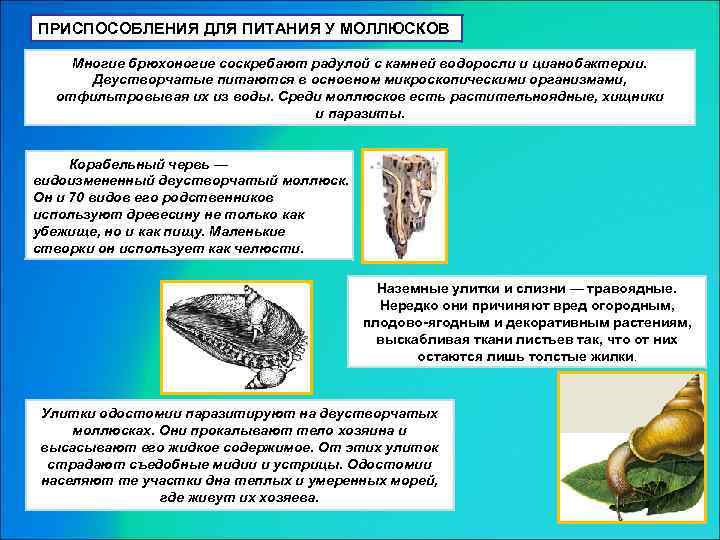 ПРИСПОСОБЛЕНИЯ ДЛЯ ПИТАНИЯ У МОЛЛЮСКОВ Многие брюхоногие соскребают радулой с камней водоросли и цианобактерии.