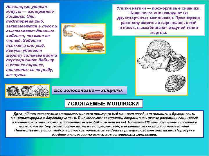 Некоторые улитки конусы — изощренные хищники. Они, подстерегая рыб, закапываются в песок и выставляют