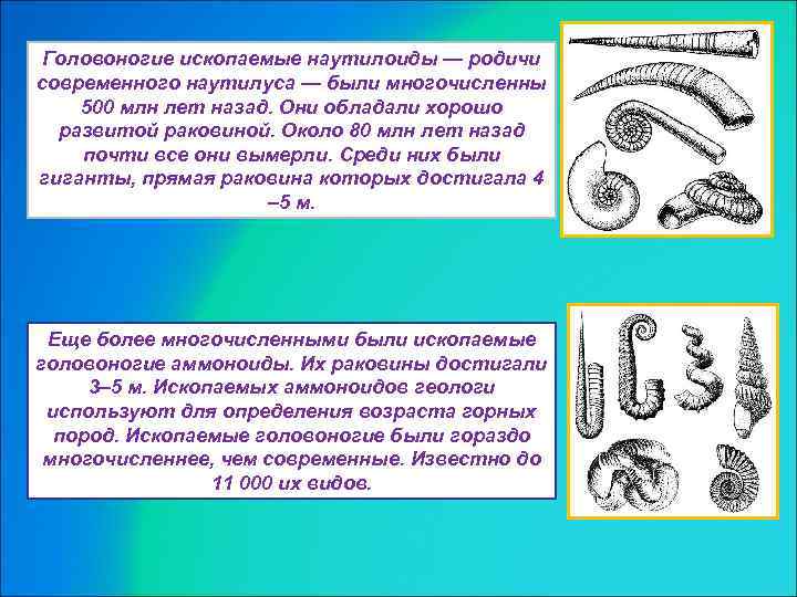 Головоногие ископаемые наутилоиды — родичи современного наутилуса — были многочисленны 500 млн лет назад.