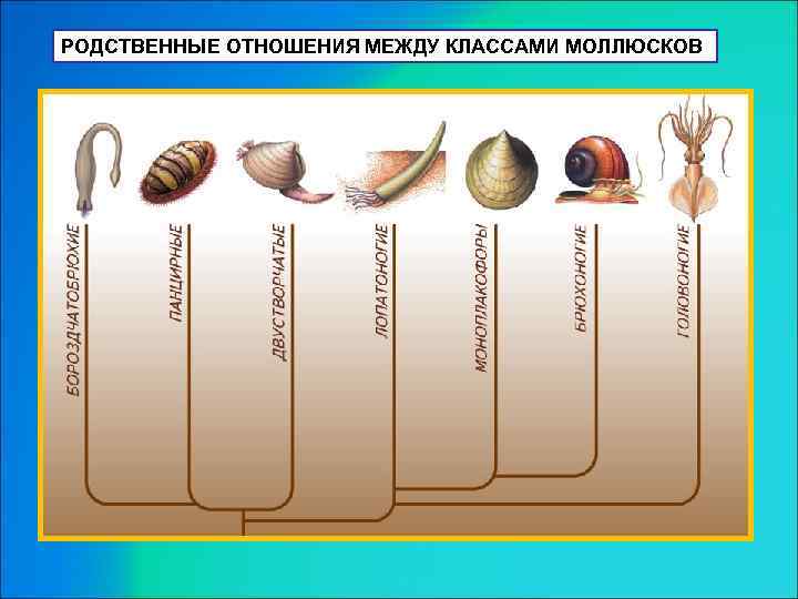 РОДСТВЕННЫЕ ОТНОШЕНИЯ МЕЖДУ КЛАССАМИ МОЛЛЮСКОВ 