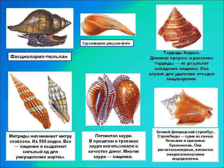 Грушевидная ракушка-фига Торрида Хираса. Длинная прорезь в раковине торриды — не результат нападения хищника.