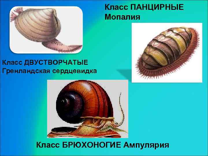 Класс ПАНЦИРНЫЕ Мопалия Класс ДВУСТВОРЧАТЫЕ Гренландская сердцевидка Класс БРЮХОНОГИЕ Ампулярия 