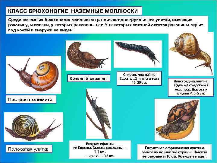 Речные моллюски фото с названиями