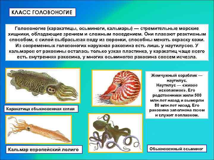 КЛАСС ГОЛОВОНОГИЕ Головоногие (каракатицы, осьминоги, кальмары) — стремительные морские хищники, обладающие зрением и сложным