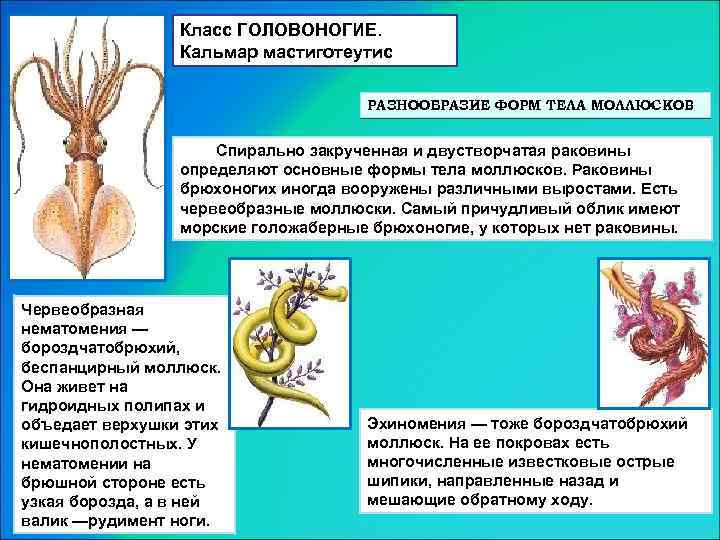 Класс ГОЛОВОНОГИЕ. Кальмар мастиготеутис РАЗНООБРАЗИЕ ФОРМ ТЕЛА МОЛЛЮСКОВ Спирально закрученная и двустворчатая раковины определяют