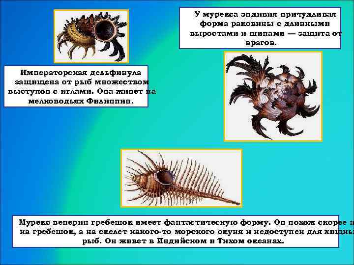 У мурекса эндивия причудливая форма раковины с длинными выростами и шипами — защита от