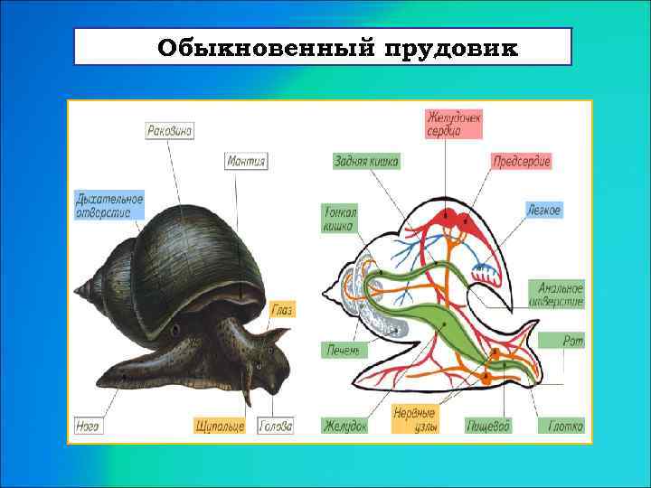 Обыкновенный прудовик 