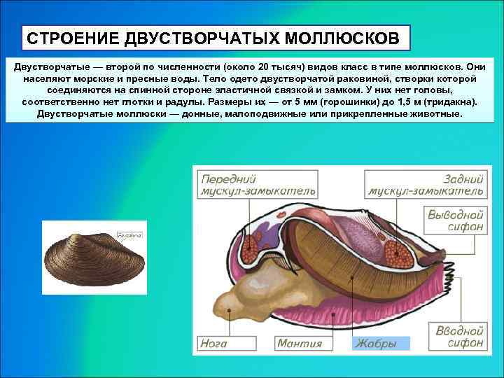 СТРОЕНИЕ ДВУСТВОРЧАТЫХ МОЛЛЮСКОВ Двустворчатые — второй по численности (около 20 тысяч) видов класс в