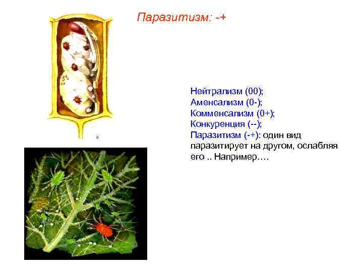 Паразитизм: -+ Нейтрализм (00); Аменсализм (0 -); Комменсализм (0+); Конкуренция (--); Паразитизм (-+): один