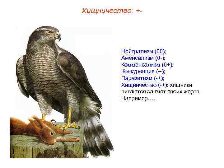 Хищничество: +- Нейтрализм (00); Аменсализм (0 -); Комменсализм (0+); Конкуренция (--); Паразитизм (-+); Хищничество