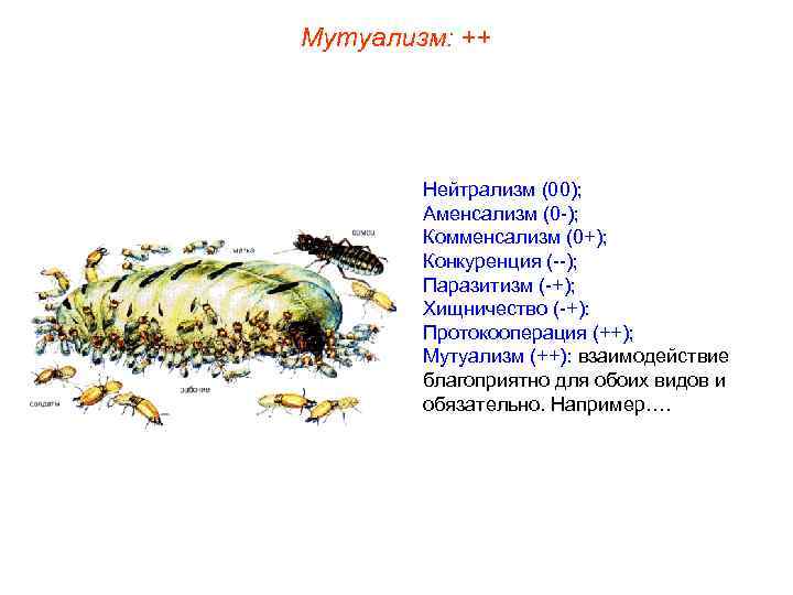 Мутуализм: ++ Нейтрализм (00); Аменсализм (0 -); Комменсализм (0+); Конкуренция (--); Паразитизм (-+); Хищничество