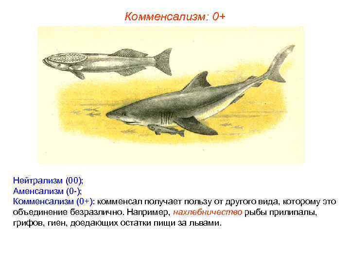 Комменсализм: 0+ Нейтрализм (00); Аменсализм (0 -); Комменсализм (0+): комменсал получает пользу от другого