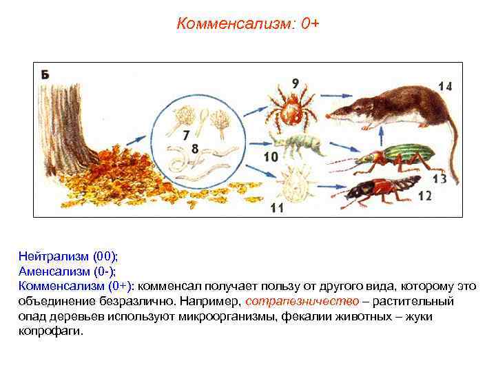 Комменсализм: 0+ Нейтрализм (00); Аменсализм (0 -); Комменсализм (0+): комменсал получает пользу от другого