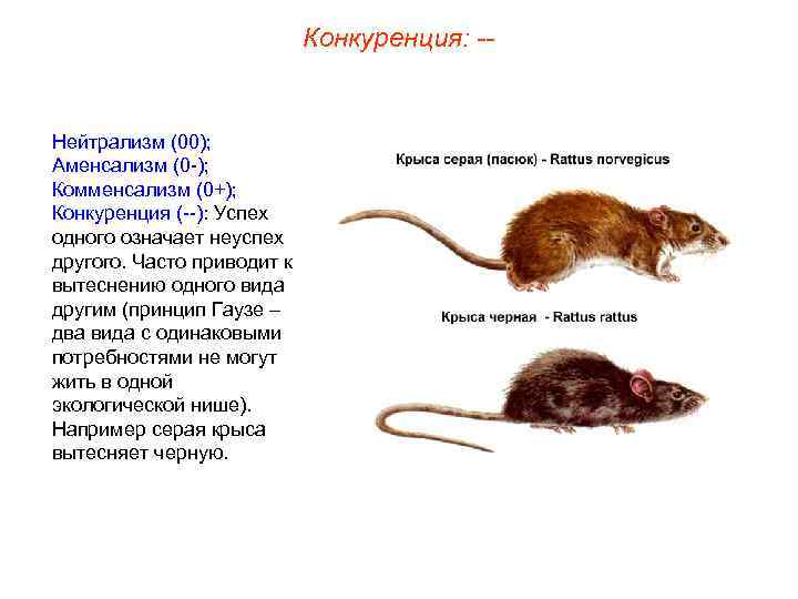 Конкуренция: -- Нейтрализм (00); Аменсализм (0 -); Комменсализм (0+); Конкуренция (--): Успех одного означает